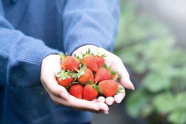 Mavi kazaklı genç bir kadın bahçede izole edilmiş taze mevsimlik çilekleri topluyor ve tutuyor. Organik tarım kavramı, yakın çekim, kopyalama alanı, makro..