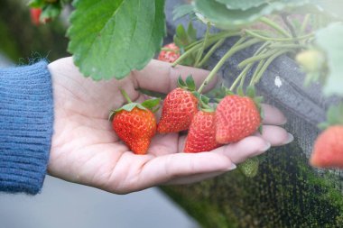 Mavi kazaklı genç bir kadın bahçede izole edilmiş taze mevsimlik çilek topluyor ve tutuyor, organik tarım kavramı, yakın çekim, kopyalama alanı, makro..