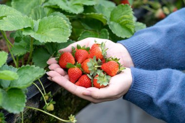 Mavi kazaklı genç bir kadın bahçede izole edilmiş taze mevsimlik çilekleri topluyor ve tutuyor. Organik tarım kavramı, yakın çekim, kopyalama alanı, makro..