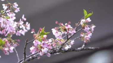 İlkbaharda güzel Sakura Kiraz Çiçeği Tayvan 'da Alishan Ulusal Ormanı Dinlenme Bölgesi' nde çiçek açıyor..