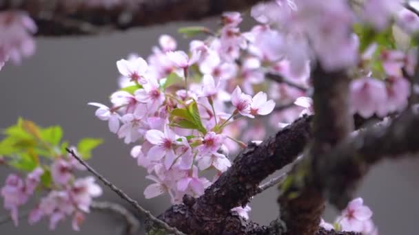 Όμορφη Sakura Cherry Blossom Την Άνοιξη Ανθίζει Alishan National Forest — Αρχείο Βίντεο