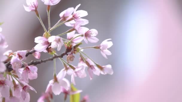 Прекрасный Сакура Вишня Цветет Весной Расцветает Алишань Национальный Лес Зоны — стоковое видео