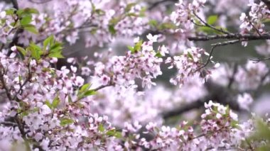 İlkbaharda güzel Sakura Kiraz Çiçeği Tayvan 'da Alishan Ulusal Ormanı Dinlenme Bölgesi' nde çiçek açıyor..
