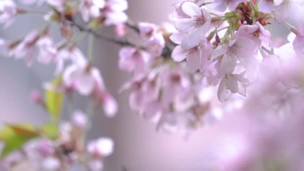 Vacker Sakura Cherry Blossom Våren Blommar Alishan National Forest Rekreationsområde — Stockvideo