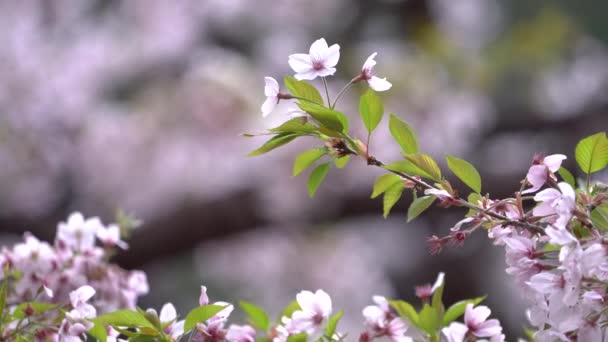 Vakker Sakura Kirsebærblomst Våren Blomstrer Alishan National Forest Recreation Area – stockvideo