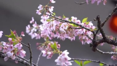 İlkbaharda güzel Sakura Kiraz Çiçeği Tayvan 'da Alishan Ulusal Ormanı Dinlenme Bölgesi' nde çiçek açıyor..