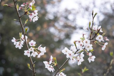 İlkbaharda güzel Sakura Kiraz Çiçeği Tayvan 'da Alishan Ulusal Ormanı Dinlenme Bölgesi' nde çiçek açıyor..