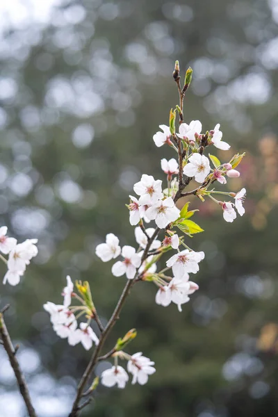 Hermosa Flor Cerezo Sakura Primavera Está Floreciendo Alishan National Forest — Foto de Stock