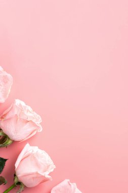 Arkaplanda pembe gül çiçeği olan Sevgililer Günü tasarımı konsepti