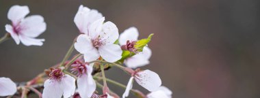 Baharda güzel Yoshino (Tokyo) Sakura Kiraz Çiçeği Tayvan 'da Alishan Ulusal Ormanı Dinlenme Bölgesi' nde çiçek açıyor.