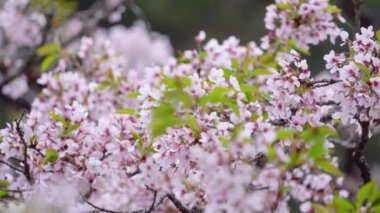 İlkbaharda güzel Sakura Kiraz Çiçeği Tayvan 'da Alishan Ulusal Ormanı Dinlenme Bölgesi' nde çiçek açıyor..