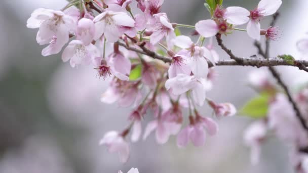 Lkbaharda Güzel Sakura Kiraz Çiçeği Tayvan Alishan Ulusal Ormanı Dinlenme — Stok video