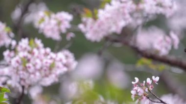 İlkbaharda güzel Sakura Kiraz Çiçeği Tayvan 'da Alishan Ulusal Ormanı Dinlenme Bölgesi' nde çiçek açıyor..