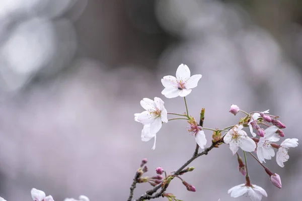 Schöne Yoshino Tokio Sakura Kirschblüte Frühling Blüht Alishan National Forest — Stockfoto