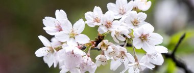 Baharda güzel Yoshino (Tokyo) Sakura Kiraz Çiçeği Tayvan 'da Alishan Ulusal Ormanı Dinlenme Bölgesi' nde çiçek açıyor.