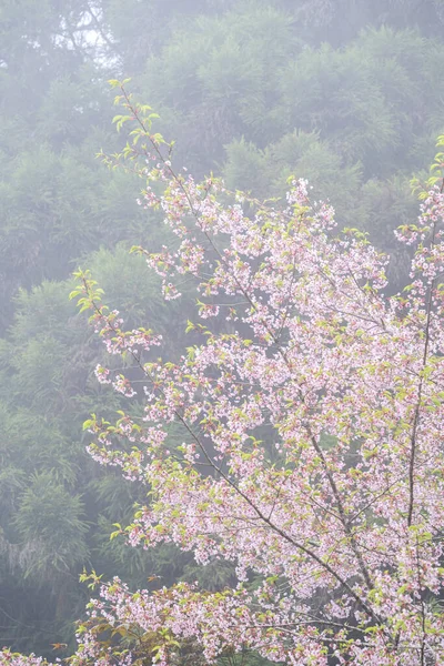 Bellissimo Yoshino Tokyo Sakura Cherry Blossom Primavera Sta Fiorendo Alishan — Foto Stock