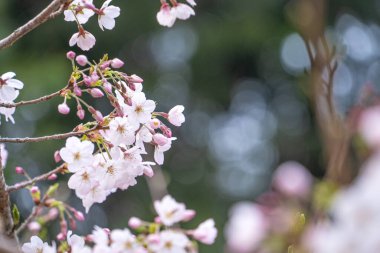 Baharda güzel Yoshino (Tokyo) Sakura Kiraz Çiçeği Tayvan 'da Alishan Ulusal Ormanı Dinlenme Bölgesi' nde çiçek açıyor.