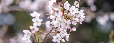 Baharda güzel Yoshino (Tokyo) Sakura Kiraz Çiçeği Tayvan 'da Alishan Ulusal Ormanı Dinlenme Bölgesi' nde çiçek açıyor.