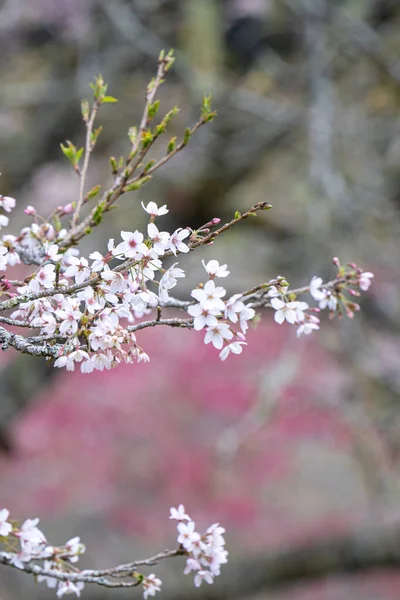 Beautiful Yoshino Tokyo Sakura Cherry Blossom Springtime Blooming Alishan National — Stock Photo, Image