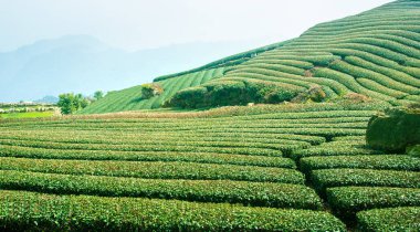 Güzel çay sıraları sahnesi mavi gökyüzü ve bulutla izole, çay ürünü arka planı için tasarım konsepti, fotokopi alanı, hava manzarası