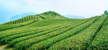 Güzel çay sıraları sahnesi mavi gökyüzü ve bulutla izole, çay ürünü arka planı için tasarım konsepti, fotokopi alanı, hava manzarası