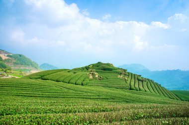 Güzel çay sıraları sahnesi mavi gökyüzü ve bulutla izole, çay ürünü arka planı için tasarım konsepti, fotokopi alanı, hava manzarası