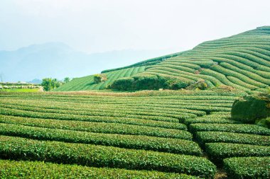 Güzel çay sıraları sahnesi mavi gökyüzü ve bulutla izole, çay ürünü arka planı için tasarım konsepti, fotokopi alanı, hava manzarası