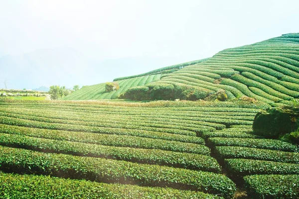 Güzel çay sıraları sahnesi mavi gökyüzü ve bulutla izole, çay ürünü arka planı için tasarım konsepti, fotokopi alanı, hava manzarası
