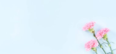 Güzel çiçek açan pembe karanfiller parlak mavi arkaplanda izole edilmiş, kopyalama alanı, düz alan, üst görünüm, taklit et, anneler günü fikir fotoğrafçılığı