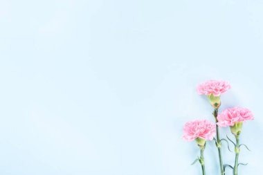 Güzel çiçek açan pembe karanfiller parlak mavi arkaplanda izole edilmiş, kopyalama alanı, düz alan, üst görünüm, taklit et, anneler günü fikir fotoğrafçılığı