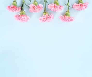 Güzel çiçek açan pembe karanfiller parlak mavi arkaplanda izole edilmiş, kopyalama alanı, düz alan, üst görünüm, taklit et, anneler günü fikir fotoğrafçılığı