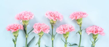 Güzel çiçek açan pembe karanfiller parlak mavi arkaplanda izole edilmiş, kopyalama alanı, düz alan, üst görünüm, taklit et, anneler günü fikir fotoğrafçılığı