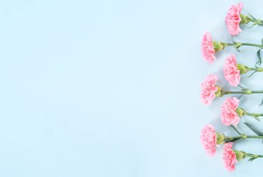 Güzel çiçek açan pembe karanfiller parlak mavi arkaplanda izole edilmiş, kopyalama alanı, düz alan, üst görünüm, taklit et, anneler günü fikir fotoğrafçılığı