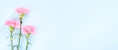 Güzel çiçek açan pembe karanfiller parlak mavi arkaplanda izole edilmiş, kopyalama alanı, düz alan, üst görünüm, taklit et, anneler günü fikir fotoğrafçılığı