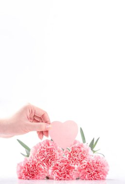 Zarafetin en üst görüntüsü, parlak beyaz arka planda izole edilmiş pembe renkli karanfiller, anneler günü, anneler günü, tasarım konsepti, kapatın, boşluğu kopyalayın.