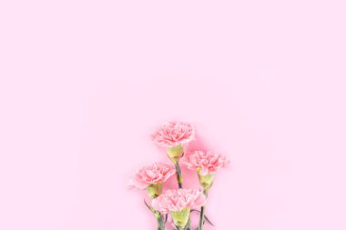 Güzel şıklık çiçek açan bebek pembe renk ihale karanfil sıra parlak pembe arka plan üzerinde izole, anneler günü tebrik tasarım kavramı, üst görünüm, düz yatıyordu, kapatmak, kopya alanı