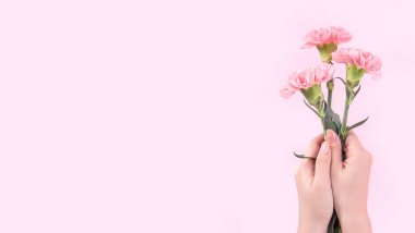Parlak pembe arka plan üzerinde izole bebek pembe renk ihale karanfil çiçeklenme demet veren kadın, anneler günü dekor tasarım kavramı, üst görünüm, yakın çekim, kopya alanı