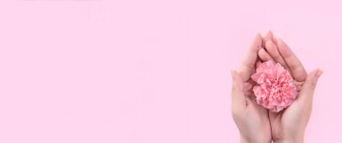 Kadın parlak pembe arka planda izole bebek pembe renk ihale karanfil çiçek açan tek bir zarafet veren, tebrik ve dekor tasarım kavramı, üst görünüm, yakın çekim, kopya alanı