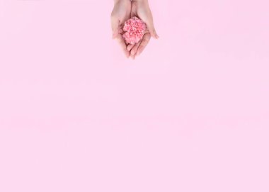 Kadın parlak pembe arka planda izole bebek pembe renk ihale karanfil çiçek açan tek bir zarafet veren, tebrik ve dekor tasarım kavramı, üst görünüm, yakın çekim, kopya alanı