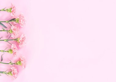 Güzel şıklık çiçek açan bebek pembe renk ihale karanfil sıra parlak pembe arka plan üzerinde izole, anneler günü tebrik tasarım kavramı, üst görünüm, düz yatıyordu, kapatmak, kopya alanı