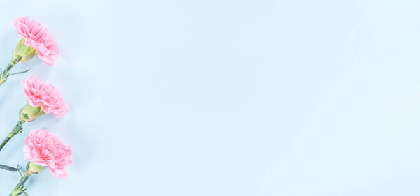 Красивые цветущие розовые гвоздики изолированы на ярком светло-голубом фоне, копировать пространство, плоский лежал, вид сверху, макет, пусть матери день идея концептуальной фотографии