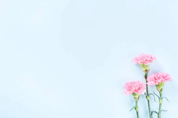 Hermosos Claveles Rosados Flor Aislados Sobre Fondo Azul Claro Brillante — Foto de Stock