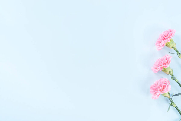 Beautiful blooming pink carnations isolated on bright light blue background, copy space, flat lay, top view, mock up, may mothers day idea concept photography