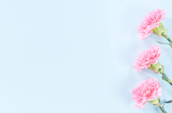 Красивые цветущие розовые гвоздики изолированы на ярком светло-голубом фоне, копировать пространство, плоский лежал, вид сверху, макет, пусть матери день идея концептуальной фотографии