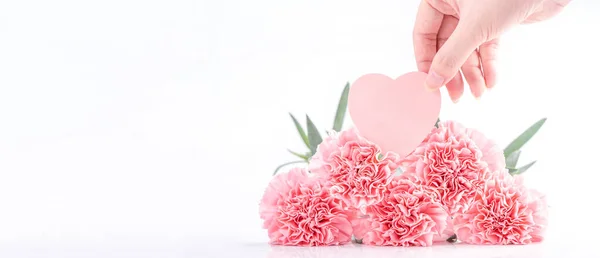 Top Pohled Eleganci Kvetoucí Sladké Růžové Barvy Jemné Karafiáty Izolované — Stock fotografie