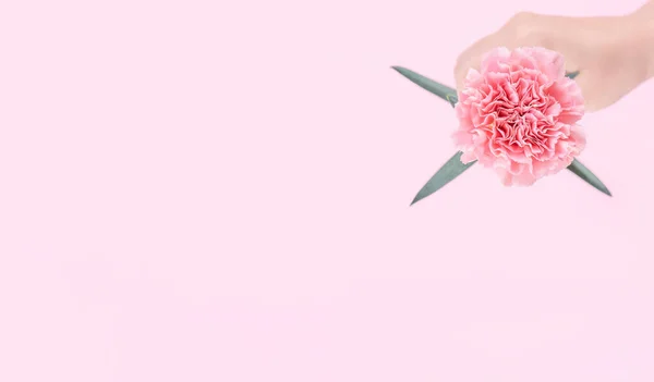 Vrouw Het Geven Van Een Enkele Elegantie Bloeiende Baby Roze — Stockfoto