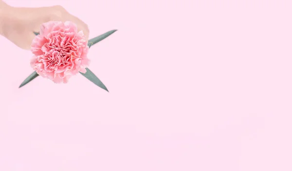 妇女给一个单一的优雅绽放的婴儿粉红色嫩康乃馨隔离在明亮的粉红色背景 问候和装饰设计的概念 顶视图 复制空间 — 图库照片