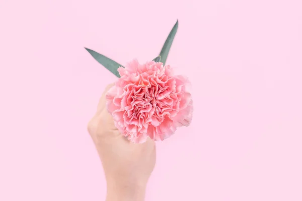 Žena Která Dává Jedinou Eleganci Kvetoucí Dětskou Růžovou Barvu Izolovaná — Stock fotografie