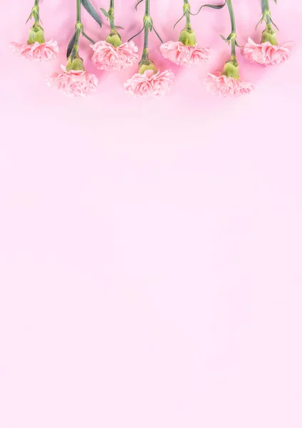 Güzel Şıklık Çiçek Açan Bebek Pembe Renk Ihale Karanfil Sıra — Stok fotoğraf