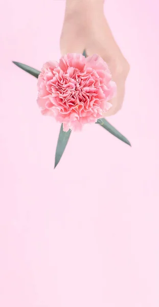 Woman Giving Single Elegance Blooming Baby Pink Color Tender Carnation — Stock Photo, Image